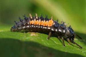 Ladybug Babies: Attracting Little Ladybugs to Your Garden Baby Care 101: Essential Tips for Happy, Healthy Babies Ladybug Babies: Attracting Little Ladybugs to Your Garden | Baby Care 101: Essential Tips for Happy, Healthy Babies