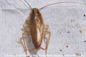 Stop Baby German Cockroaches! Prevention Tips | Baby Care 101: Essential Tips for Happy, Healthy Babies