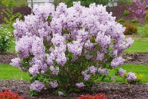 Guide to Baby Kim Products: Benefits & More! | Baby Care 101: Essential Tips for Happy, Healthy Babies