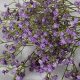 Shop Realistic Fake Baby's Breath Flowers Decor | Baby Care 101: Essential Tips for Happy, Healthy Babies