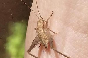 Tiny Baby Crickets: Care & Feeding Tips Baby Care 101: Essential Tips for Happy, Healthy Babies Tiny Baby Crickets: Care & Feeding Tips | Baby Care 101: Essential Tips for Happy, Healthy Babies