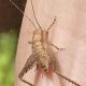 Tiny Baby Crickets: Care & Feeding Tips | Baby Care 101: Essential Tips for Happy, Healthy Babies