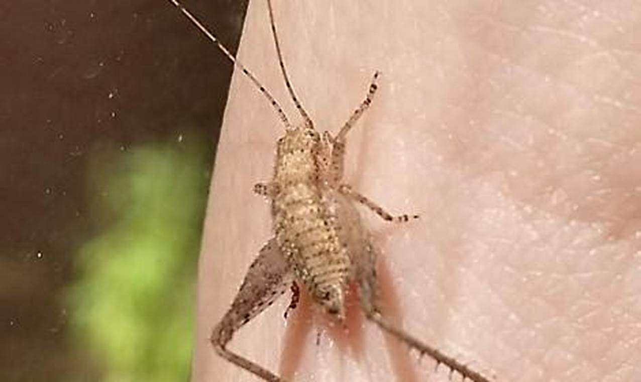 Tiny Baby Crickets: Care & Feeding Tips Baby Care 101: Essential Tips for Happy, Healthy Babies Tiny Baby Crickets: Care & Feeding Tips | Baby Care 101: Essential Tips for Happy, Healthy Babies