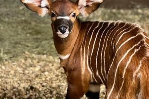 Adorable Baby Bongo: Facts, Care, & More | Baby Care 101: Essential Tips for Happy, Healthy Babies
