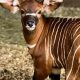 Adorable Baby Bongo: Facts, Care, & More | Baby Care 101: Essential Tips for Happy, Healthy Babies