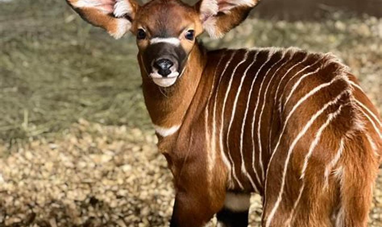 Adorable Baby Bongo: Facts, Care, & More Baby Care 101: Essential Tips for Happy, Healthy Babies Adorable Baby Bongo: Facts, Care, & More | Baby Care 101: Essential Tips for Happy, Healthy Babies