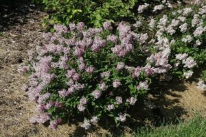 The Best Baby Kim Lilac for Your Garden (Care Tips!) Baby Care 101: Essential Tips for Happy, Healthy Babies The Best Baby Kim Lilac for Your Garden (Care Tips!) | Baby Care 101: Essential Tips for Happy, Healthy Babies