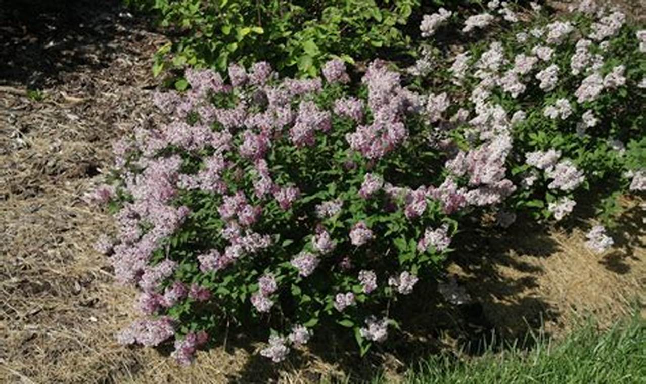 The Best Baby Kim Lilac for Your Garden (Care Tips!) Baby Care 101: Essential Tips for Happy, Healthy Babies The Best Baby Kim Lilac for Your Garden (Care Tips!) | Baby Care 101: Essential Tips for Happy, Healthy Babies