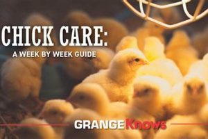 Ultimate Baby Chick Care Week by Week Guide Tips | Baby Care 101: Essential Tips for Happy, Healthy Babies