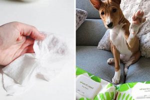 Dog Health: Are Baby Wipes Safe for Dogs to Use? | Baby Care 101: Essential Tips for Happy, Healthy Babies