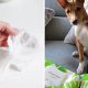 Dog Health: Are Baby Wipes Safe for Dogs to Use? | Baby Care 101: Essential Tips for Happy, Healthy Babies