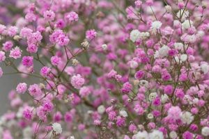 Discover: Baby's Breath Pink Color & Inspiration | Baby Care 101: Essential Tips for Happy, Healthy Babies