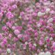 Discover: Baby's Breath Pink Color & Inspiration | Baby Care 101: Essential Tips for Happy, Healthy Babies
