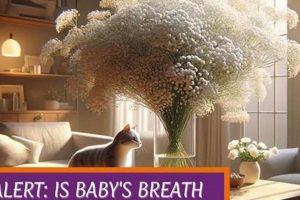 Is Baby's Breath Safe for Cats? +Alternatives | Baby Care 101: Essential Tips for Happy, Healthy Babies
