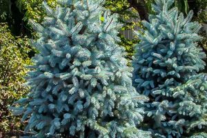 Baby Blue Eyes Spruce Size: Growth, Dimensions &amp; Care | Baby Care 101: Essential Tips for Happy, Healthy Babies