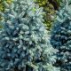 Baby Blue Eyes Spruce Size: Growth, Dimensions &amp; Care | Baby Care 101: Essential Tips for Happy, Healthy Babies