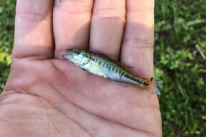 Little Giants: Baby Largemouth Bass Care & Facts | Baby Care 101: Essential Tips for Happy, Healthy Babies