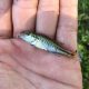 Little Giants: Baby Largemouth Bass Care & Facts | Baby Care 101: Essential Tips for Happy, Healthy Babies