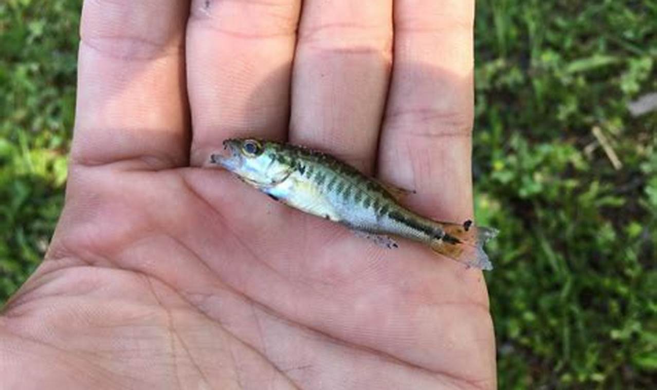 Little Giants: Baby Largemouth Bass Care & Facts | Baby Care 101: Essential Tips for Happy, Healthy Babies