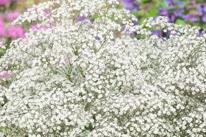 Where to Baby's Breath Order: Your Guide | Baby Care 101: Essential Tips for Happy, Healthy Babies