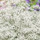 Where to Baby's Breath Order: Your Guide | Baby Care 101: Essential Tips for Happy, Healthy Babies