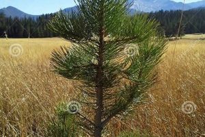 Caring for Baby Pine Tree Seedlings: A Guide | Baby Care 101: Essential Tips for Happy, Healthy Babies