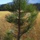 Caring for Baby Pine Tree Seedlings: A Guide | Baby Care 101: Essential Tips for Happy, Healthy Babies
