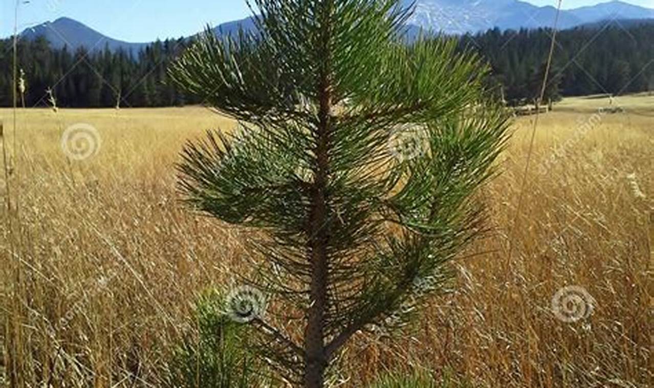 Caring for Baby Pine Tree Seedlings: A Guide Baby Care 101: Essential Tips for Happy, Healthy Babies Caring for Baby Pine Tree Seedlings: A Guide | Baby Care 101: Essential Tips for Happy, Healthy Babies