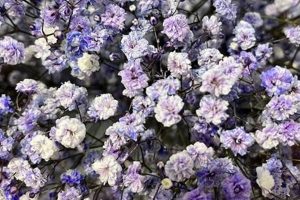 Buy Lavender Baby's Breath: Care & Uses + More! Baby Care 101: Essential Tips for Happy, Healthy Babies Buy Lavender Baby's Breath: Care & Uses + More! | Baby Care 101: Essential Tips for Happy, Healthy Babies