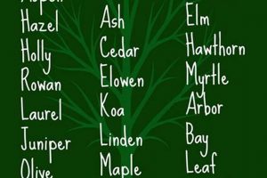 Unique Tree Baby Names [Meanings & Origins] | Baby Care 101: Essential Tips for Happy, Healthy Babies