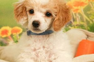Cuddly! Baby Poodles Care Guide for New Owners Baby Care 101: Essential Tips for Happy, Healthy Babies Cuddly! Baby Poodles Care Guide for New Owners | Baby Care 101: Essential Tips for Happy, Healthy Babies