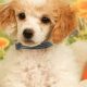 Cuddly! Baby Poodles Care Guide for New Owners | Baby Care 101: Essential Tips for Happy, Healthy Babies