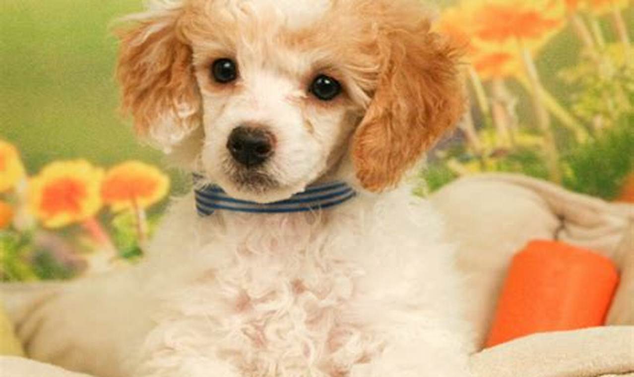 Cuddly! Baby Poodles Care Guide for New Owners Baby Care 101: Essential Tips for Happy, Healthy Babies Cuddly! Baby Poodles Care Guide for New Owners | Baby Care 101: Essential Tips for Happy, Healthy Babies