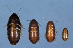 ID: Bugs That Look Like Baby Roaches? Guide &amp; More | Baby Care 101: Essential Tips for Happy, Healthy Babies