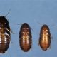 ID: Bugs That Look Like Baby Roaches? Guide &amp; More | Baby Care 101: Essential Tips for Happy, Healthy Babies