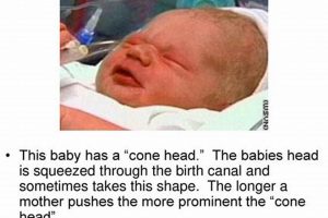 Tiny Baby Cone: Growth & Care Tips for Conifers Baby Care 101: Essential Tips for Happy, Healthy Babies Tiny Baby Cone: Growth & Care Tips for Conifers | Baby Care 101: Essential Tips for Happy, Healthy Babies