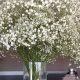 Charming Baby's Breath Arrangements: Ideas & Inspiration | Baby Care 101: Essential Tips for Happy, Healthy Babies