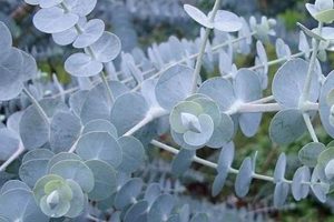 Buy Baby Blue Eucalyptus Pulverulenta: Care & Uses! Baby Care 101: Essential Tips for Happy, Healthy Babies Buy Baby Blue Eucalyptus Pulverulenta: Care & Uses! | Baby Care 101: Essential Tips for Happy, Healthy Babies