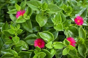 Tiny Treasures: Baby Sun Rose Care for Your Little One! Baby Care 101: Essential Tips for Happy, Healthy Babies Tiny Treasures: Baby Sun Rose Care for Your Little One! | Baby Care 101: Essential Tips for Happy, Healthy Babies