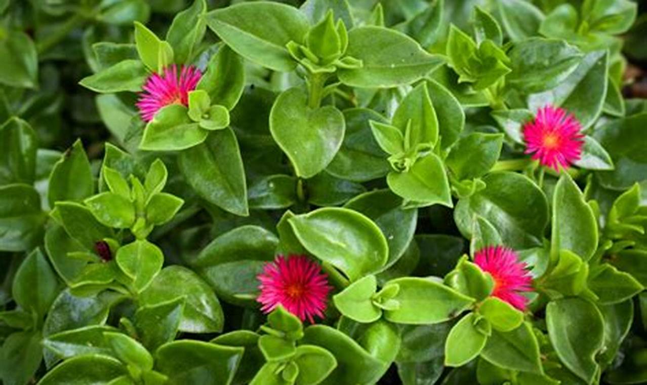 Tiny Treasures: Baby Sun Rose Care for Your Little One! | Baby Care 101: Essential Tips for Happy, Healthy Babies