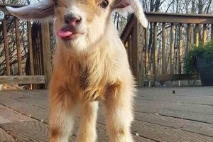 Help! Baby Goat Tooth Injury: Can't Eat [Tips] | Baby Care 101: Essential Tips for Happy, Healthy Babies