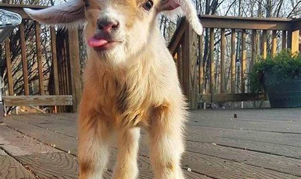 Help! Baby Goat Tooth Injury: Can't Eat [Tips] | Baby Care 101: Essential Tips for Happy, Healthy Babies