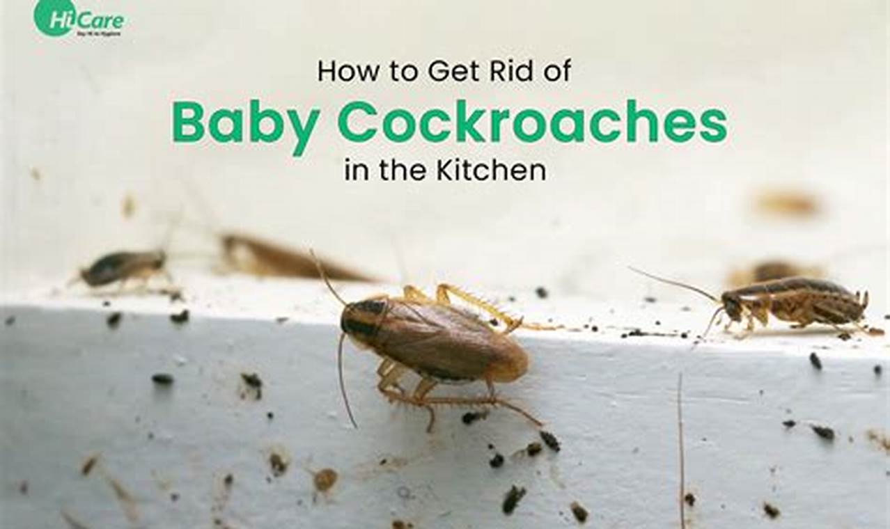 Fast: How to Get Rid of Baby Roaches Quickly! Baby Care 101: Essential Tips for Happy, Healthy Babies Fast: How to Get Rid of Baby Roaches Quickly! | Baby Care 101: Essential Tips for Happy, Healthy Babies