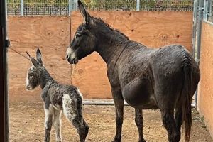 Find Baby Donkeys for Sale Near You Now! | Baby Care 101: Essential Tips for Happy, Healthy Babies