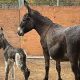 Find Baby Donkeys for Sale Near You Now! | Baby Care 101: Essential Tips for Happy, Healthy Babies