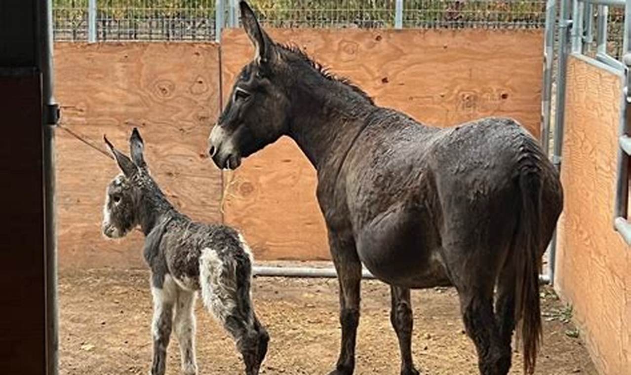 Find Baby Donkeys for Sale Near You Now! Baby Care 101: Essential Tips for Happy, Healthy Babies Find Baby Donkeys for Sale Near You Now! | Baby Care 101: Essential Tips for Happy, Healthy Babies