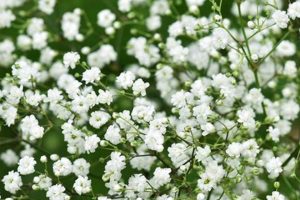 Growing Guide: Perennial Baby's Breath Care Tips &amp; More | Baby Care 101: Essential Tips for Happy, Healthy Babies