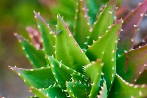 Soothing Aloe Vera for Baby's Sensitive Skin | Baby Care 101: Essential Tips for Happy, Healthy Babies