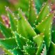 Soothing Aloe Vera for Baby's Sensitive Skin | Baby Care 101: Essential Tips for Happy, Healthy Babies