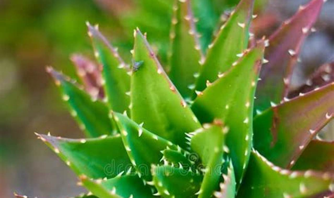 Soothing Aloe Vera for Baby's Sensitive Skin | Baby Care 101: Essential Tips for Happy, Healthy Babies